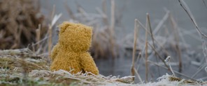 Een gele knuffelbeer kijkt treurig naar een kalm, spiegelend wateroppervlak tussen dorre rietplanten.