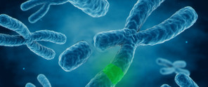 Moleculaire structuur van chromosomen, in blauw weergegeven met een groene markering op een segment.
