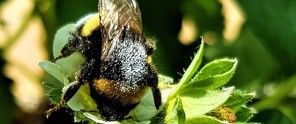 Honingbij op een bloeiende plant, bedekt met gele pollen.