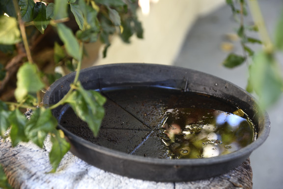 Schaaltje met water