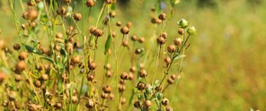 Lijnzaadplanten met rijpe zaaddozen in een groen veld.