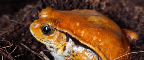 Een dichtbij gefotografeerde oranje kikker met een glanzende huid, liggend op donkere aarde, omringd door bladeren.
