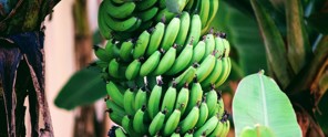 Een tros groene bananen hangt aan een bananenboom, omgeven door groene bladeren.