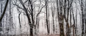Sneeuw bedekte bomen in een mistig bos met kale takken, die een serene en rustige sfeer uitstralen.