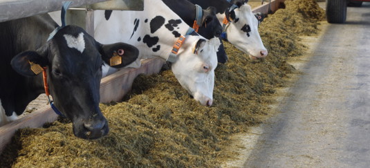 Melkkoeien eten graskuil