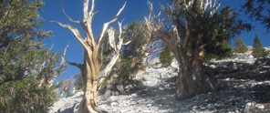 Old, withered trees with cracked bark on a rugged, rocky slope under a clear blue sky.